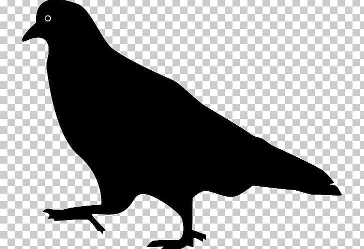 Domestic Pigeon Columbidae Bird Squab PNG, Clipart, Animals, Beak, Bird, Bird Flight, Black And White Free PNG Download