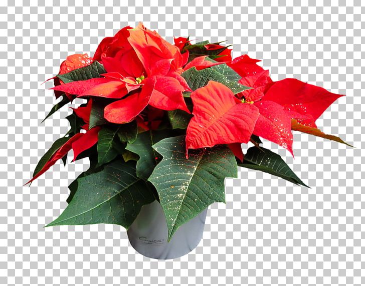 Portable Network Graphics Poinsettia Resolution PNG, Clipart, Annual Plant, Artificial Flower, Begonia, Cut Flowers, Desktop Wallpaper Free PNG Download