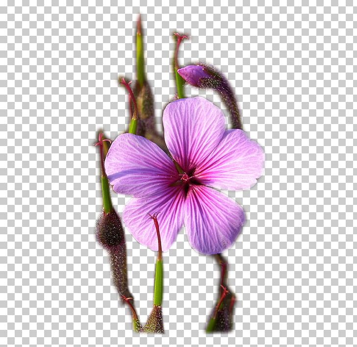 Purple Petal PNG, Clipart, Art, Cicekler, Fleur, Flower, Flowering Plant Free PNG Download