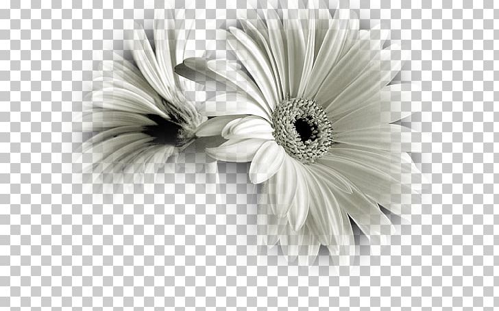 Black And White Flower Photography PNG, Clipart, Black, Black And White, Black Rose, Color, Cut Flowers Free PNG Download