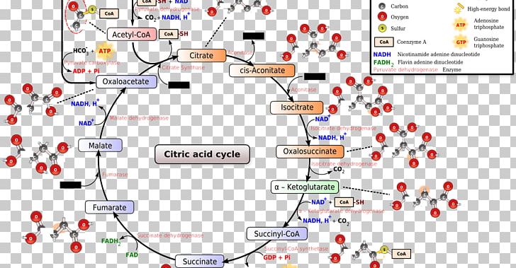 Citric Acid Cycle Tricarboxylic Acid Biochemistry Metabolism PNG, Clipart, Acetylcoa, Acid, Area, Biochemistry, Biology Free PNG Download