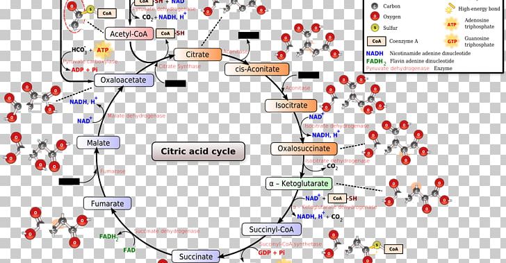 Citric Acid Cycle Tricarboxylic Acid Biochemistry Metabolism PNG ...