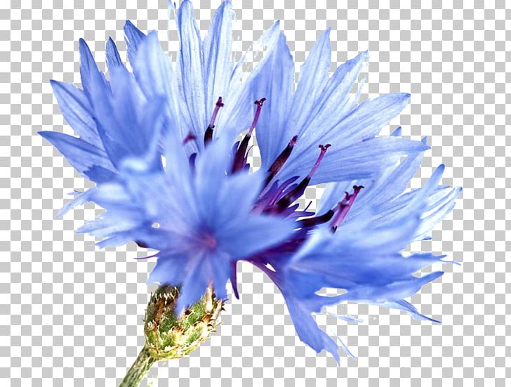 Cornflower Blue Watercolor Painting Watercolour Flowers PNG, Clipart, Art, Aster, Blue, Blue Flower, Canvas Free PNG Download