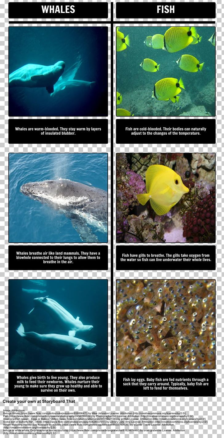 Marine Mammal Amos & Boris Porpoise Vertebrate PNG, Clipart, Advertising, Animals, Aquatic Animal, Aquatic Mammal, Cetacea Free PNG Download