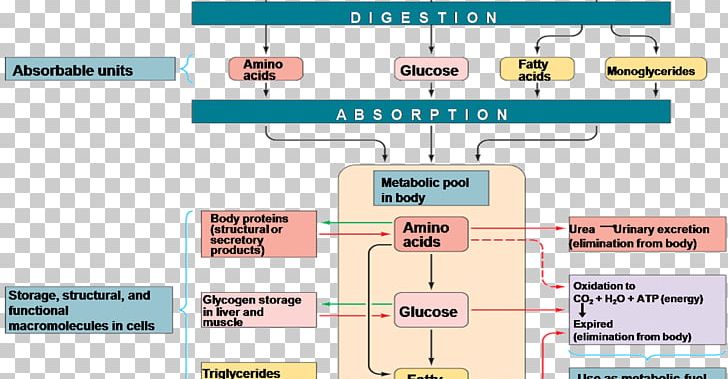 Nutrient Metabolism Carbohydrate Metabolic Pathway Fatty Acid PNG, Clipart, Amino Acid, Angle, Area, Carbohydrate, Carbohydrate Metabolism Free PNG Download