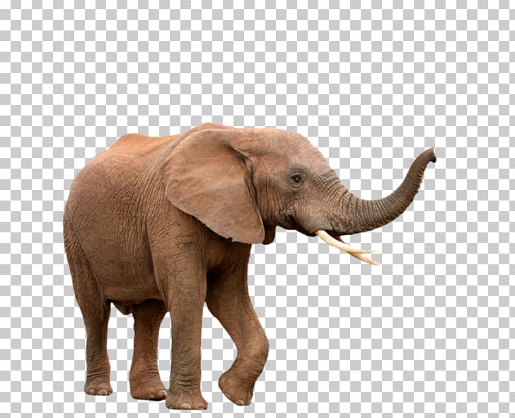 African Elephant Elephantidae Indian Elephant PNG, Clipart, African Elephant, Alvin, Animal, Arama, Asian Elephant Free PNG Download