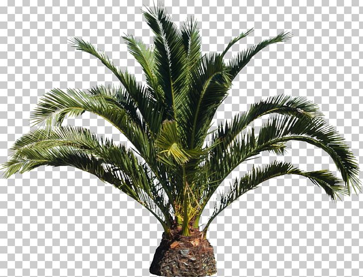 Arecaceae Attalea Speciosa Tree Plant PNG, Clipart, Arecaceae, Arecales, Attalea, Attalea Speciosa, Coconut Free PNG Download