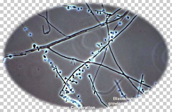 Blastomyces Dermatitidis Fungus Blastomycosis White Piedra Microscopy PNG, Clipart, Candida Albicans, Candidiasis, Circle, Conidium, Fungus Free PNG Download