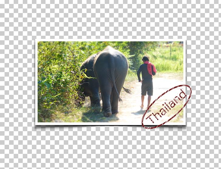 Indian Elephant African Elephant Wildlife Safari Fauna PNG, Clipart, African Elephant, Animal, Curtiss C46 Commando, Elephant, Elephantidae Free PNG Download