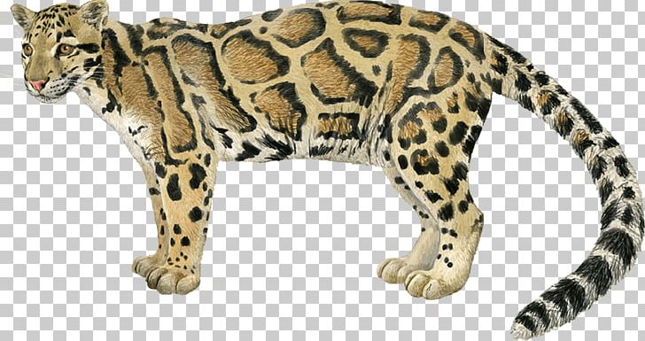 Leopard Jaguar Cheetah Ocelot Wildcat PNG, Clipart, Animal, Animal Figure, Animals, Big Cats, Carnivoran Free PNG Download