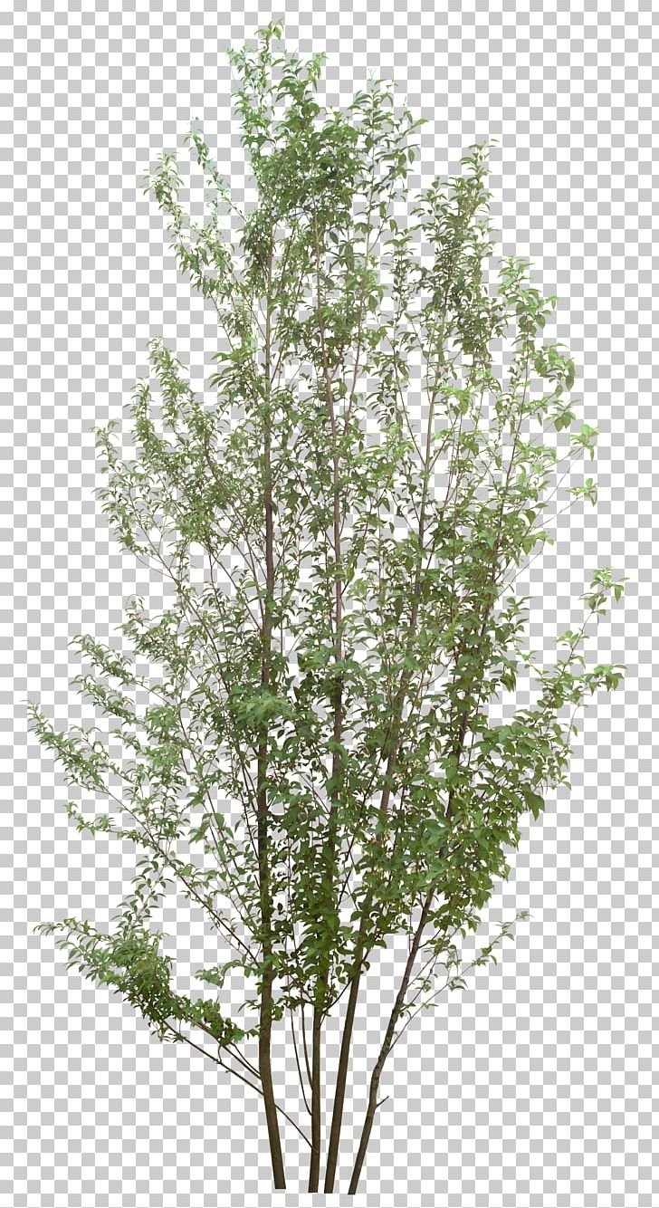 Tree Photography Information PNG, Clipart, Architecture, Birch, Branch, Digital Image, Grass Free PNG Download