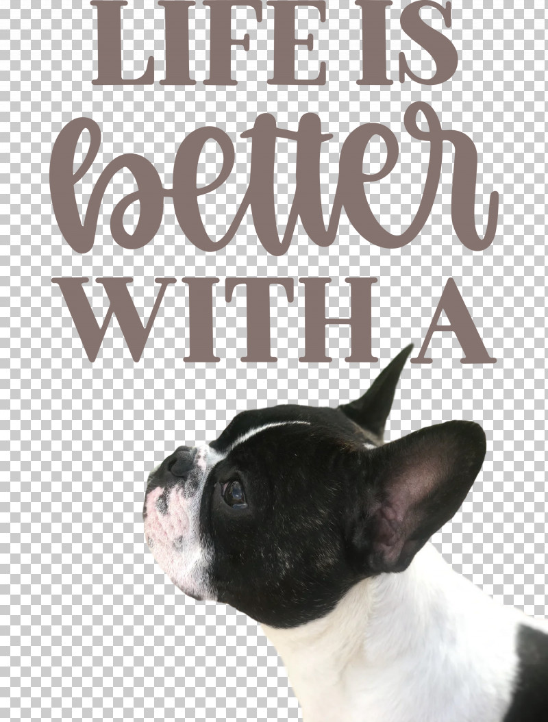 Life Better PNG, Clipart, Better, Boston Terrier, Breed, Dog, Life Free PNG Download