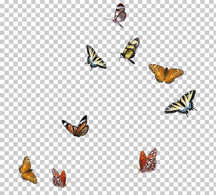 Butterfly PNG, Clipart, 3d Computer Graphics, Adobe Photoshop Elements, Autodesk Sketchbook Pro, Brush Footed Butterfly, Encapsulated Postscript Free PNG Download