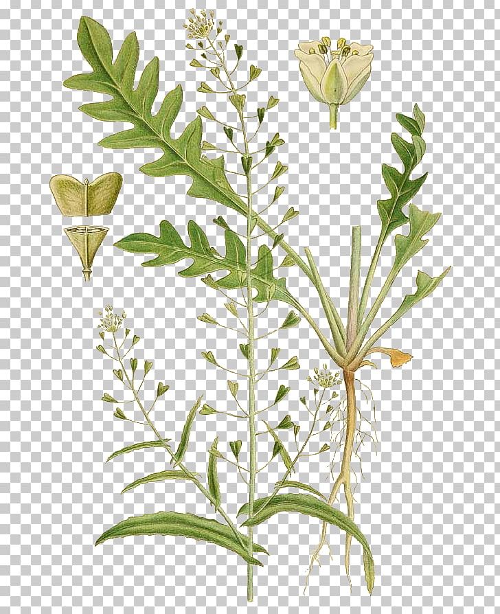 Shepherd's Purse Herb Annual Plant Rosette PNG, Clipart,  Free PNG Download