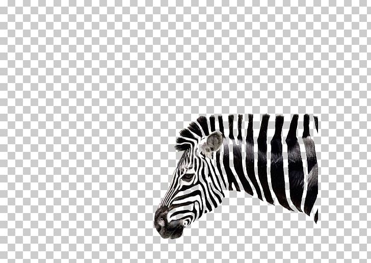 Zebra Drawing Art PNG, Clipart, Animal, Animals, Art Deco, Black, Black And White Free PNG Download