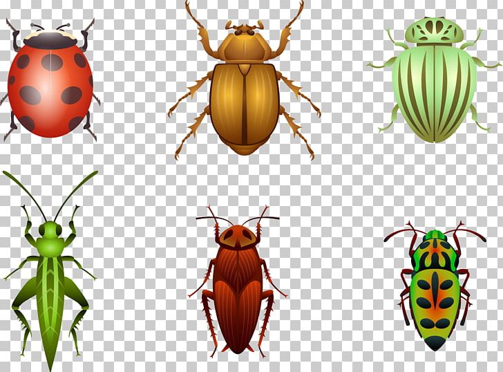 Beetle Sticker Euclidean Ladybird PNG, Clipart, Animal, Animals, Arthropod, Bee, Euclidean Vector Free PNG Download