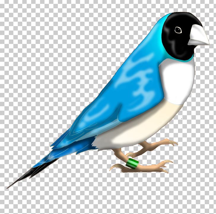 Society Finch Gouldian Finch Purple Finch Beak PNG, Clipart, Animal, Beak, Bird, Bluebird, Cobalt Blue Free PNG Download