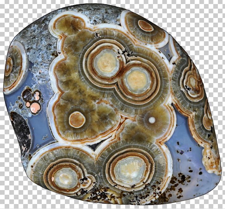 Abalone Circle Organism PNG, Clipart, Abalone, Agate, Artifact, Circle, Education Science Free PNG Download