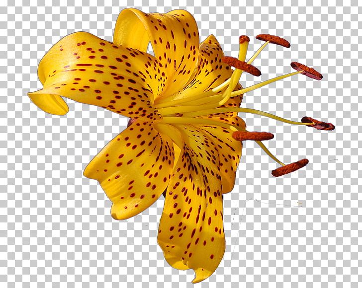 Lilium Flower Photography PNG, Clipart, Alstroemeriaceae, Daylily, Desktop Wallpaper, Floral Design, Flower Free PNG Download