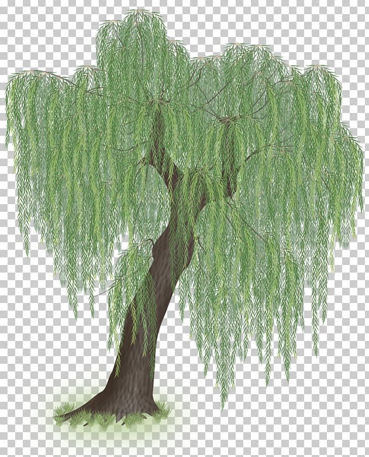Weeping Willow Tree Trunk Branch PNG, Clipart, Art By, Branch, Evergreen, Grass, Larch Free PNG Download