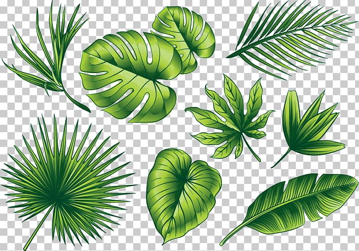 Euclidean Leaf Illustration PNG, Clipart, Arecaceae, Arecales, Background Green, Element, Fall Leaves Free PNG Download
