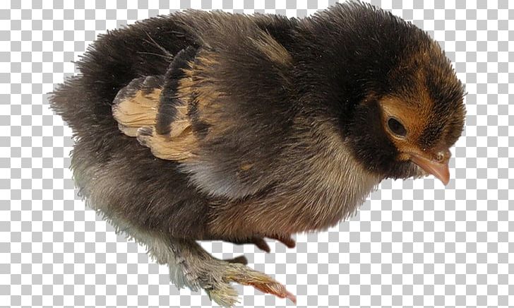 Fauna Beak Chicken As Food PNG, Clipart, Beak, Bird, Chicken, Chicken As Food, Easter Chick Free PNG Download