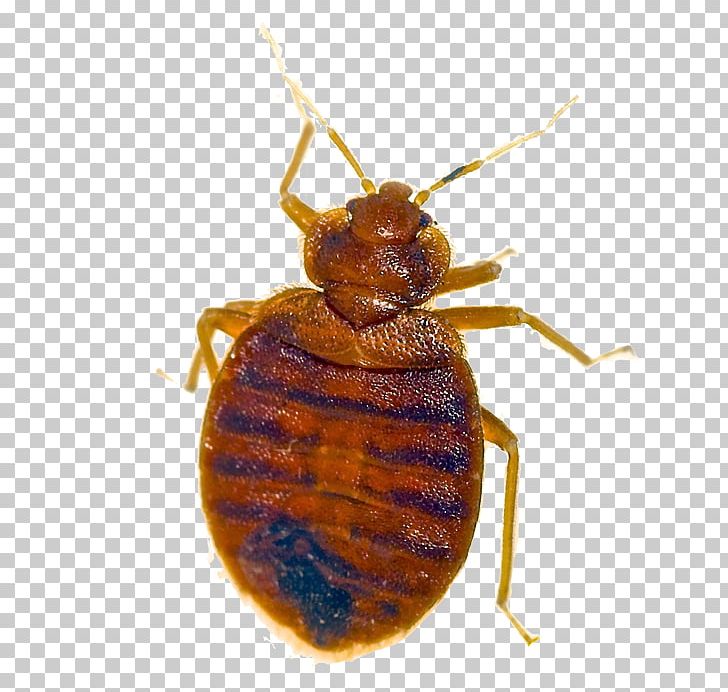 Insect Bird Bed Bug Bite Pest Control PNG, Clipart, Arthropod, Bed Bug, Bedbug, Bed Bug Bite, Bed Bug Control Techniques Free PNG Download