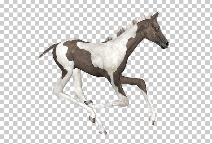 Mustang Foal Stallion American Paint Horse Colt PNG, Clipart, Animal Figure, Bit, Colt, Equestrian, Halter Free PNG Download