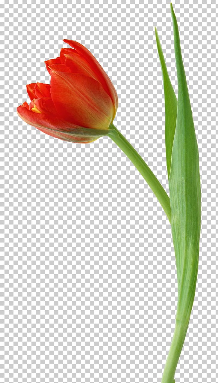 Tulip Flower Drawing PNG, Clipart, Animation, Bud, Bulb, Cut Flowers, Download Free PNG Download
