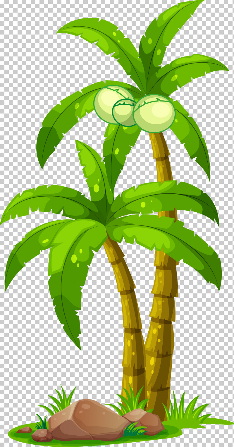 Palm Tree PNG, Clipart, Flower, Houseplant, Leaf, Palm Tree, Plant Free PNG Download