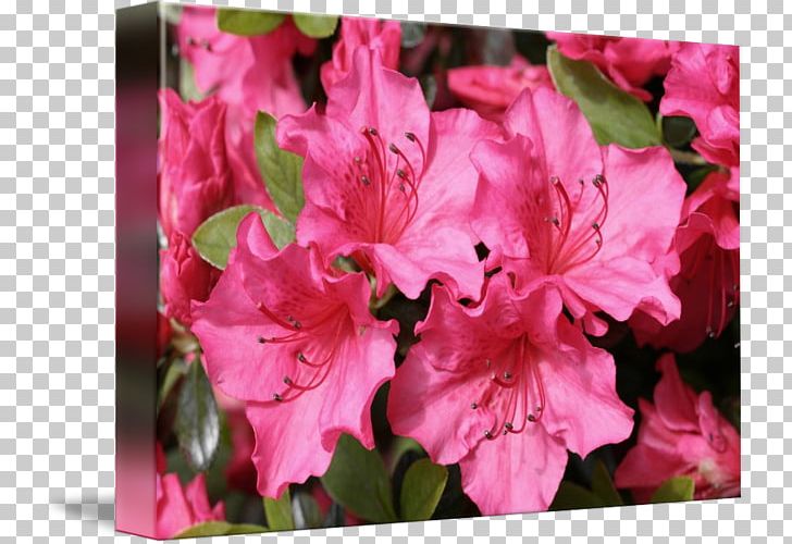 Azalea Four O'clocks Rhododendron Pink M Marvel-of-peru PNG, Clipart,  Free PNG Download