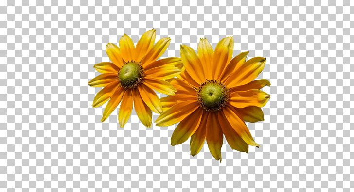Common Sunflower Petal PNG, Clipart, Animation, Annual Plant, Chrysanths, Common Daisy, Common Sunflower Free PNG Download