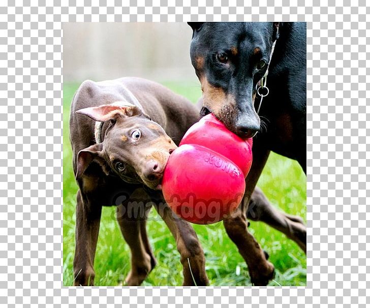 Dog Toys Amazon.com Pet PNG, Clipart, Amazoncom, Animals, Ball, Chewing, Chew Toy Free PNG Download