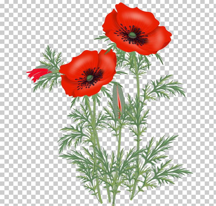 Opium Poppy Common Poppy PNG, Clipart, Anemone, Annual Plant, Common Poppy, Coquelicot, Flower Free PNG Download