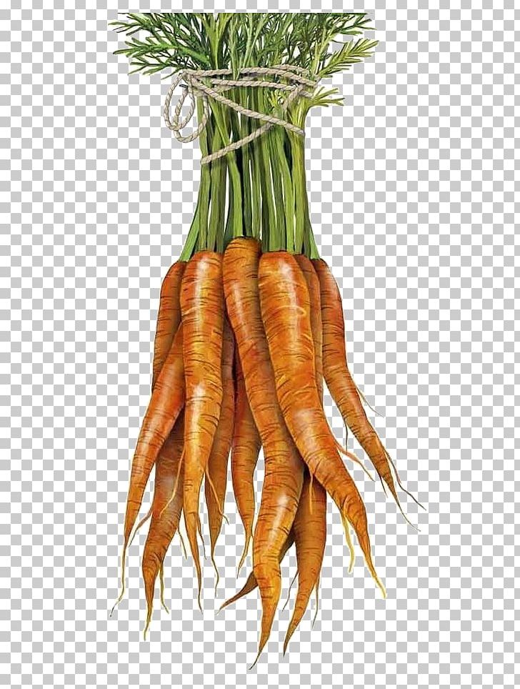 Baby Carrot Towel Vegetable PNG, Clipart, Bunch Of Carrots, Carrot, Carrot Cartoon, Carrot Creative, Carrot Juice Free PNG Download