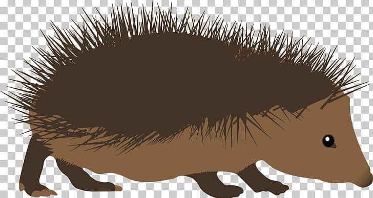Hedgehog Cartoon PNG, Clipart, Carnivoran, Cartoon, Drawing, Echidna, Erinaceidae Free PNG Download