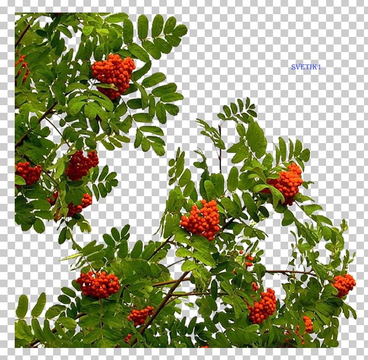 Tree Branch PNG, Clipart, Berry, Branch, Clip Art, Download, Evergreen Free PNG Download