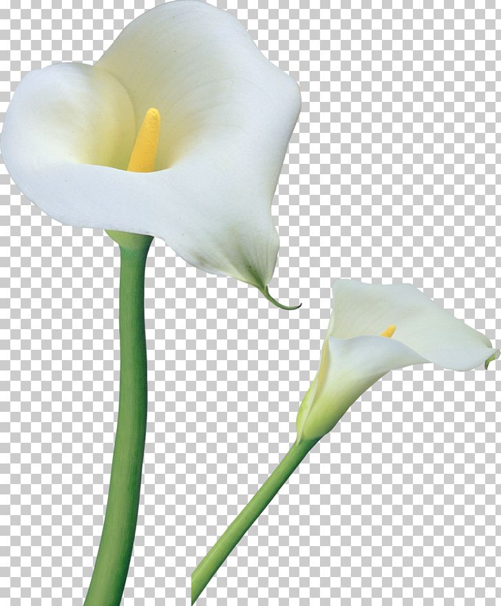 Arum-lily Flower Tiger Lily Easter Lily PNG, Clipart, Alismatales, Artificial Flower, Arum, Arum Family, Arum Lilies Free PNG Download