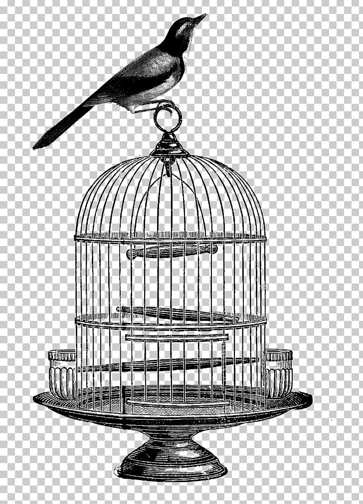 Birdcage Drawing PNG, Clipart, Animals, Antique, Beak, Bird, Birdcage Free PNG Download
