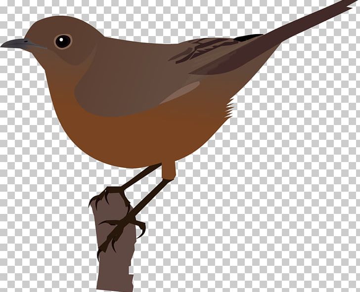 Fauna Wikimedia Commons Bird PNG, Clipart, Beak, Bird, Chat, Download, Drawing Free PNG Download