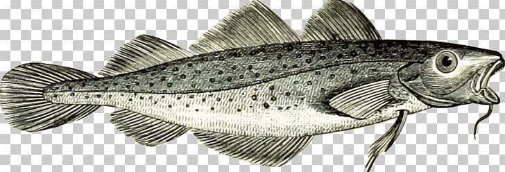 Cod Fisheries Cod Fisheries Fish And Chips PNG, Clipart, Animals, Atlantic Cod, Cod, Cod Fisheries, Dried And Salted Cod Free PNG Download