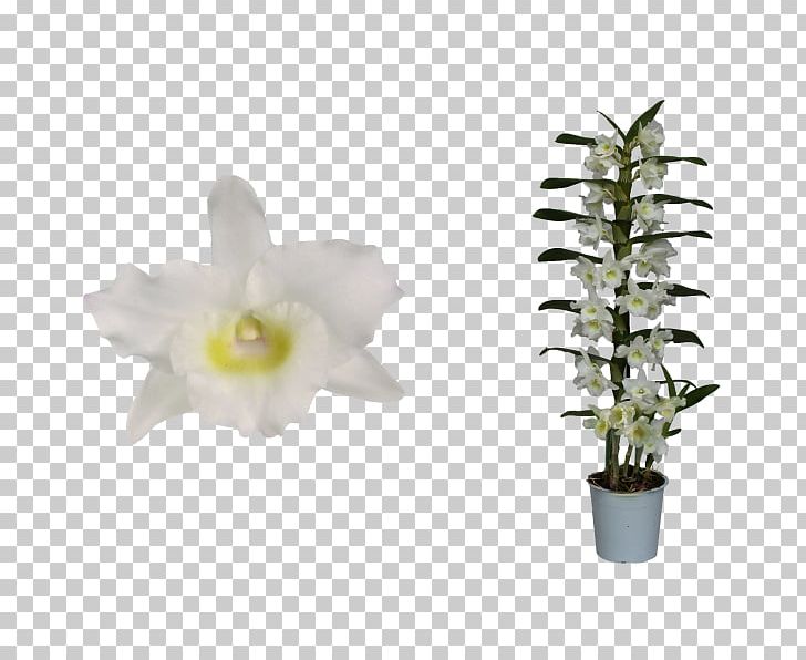 Dendrobium Nobile Flower Orchids Plant Stem PNG, Clipart, 1 T, Apollon, Cornus Alba, Cut Flowers, Dendrobium Free PNG Download