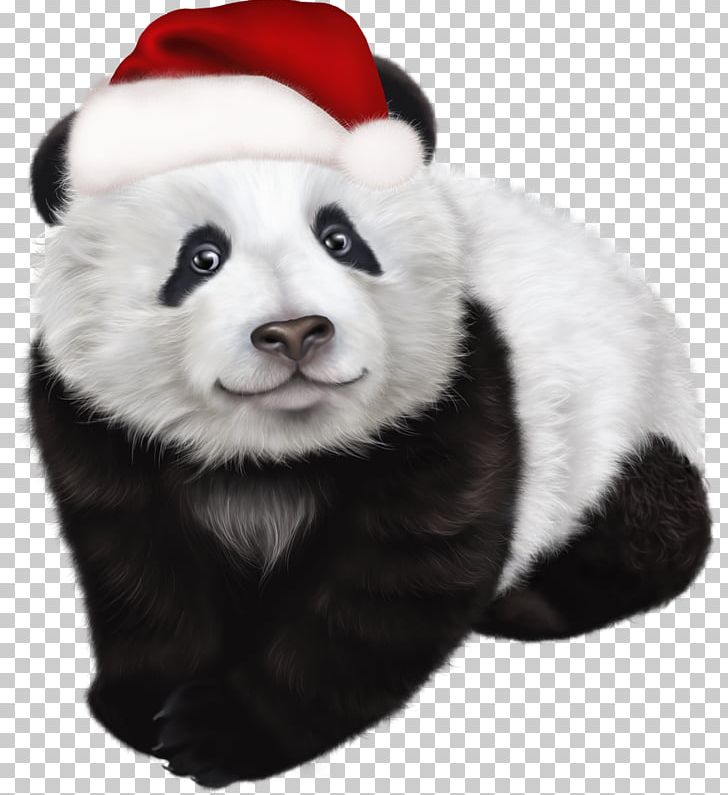 Giant Panda Red Panda Christmas PNG, Clipart, Advent, Ailuropoda, Bear, Carnivoran, Christmas Free PNG Download
