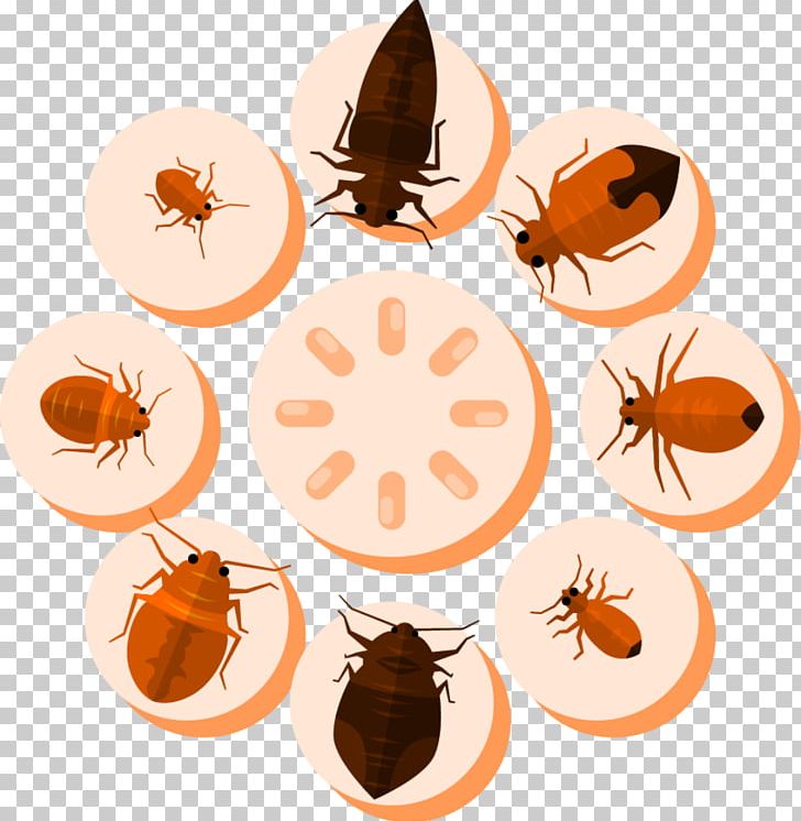 Kill Mosquito Killing Mosquito Mosquito Killing Insect PNG, Clipart, Android, Anti Mosquito, Bed Bug, Coffee Cup, Cup Free PNG Download