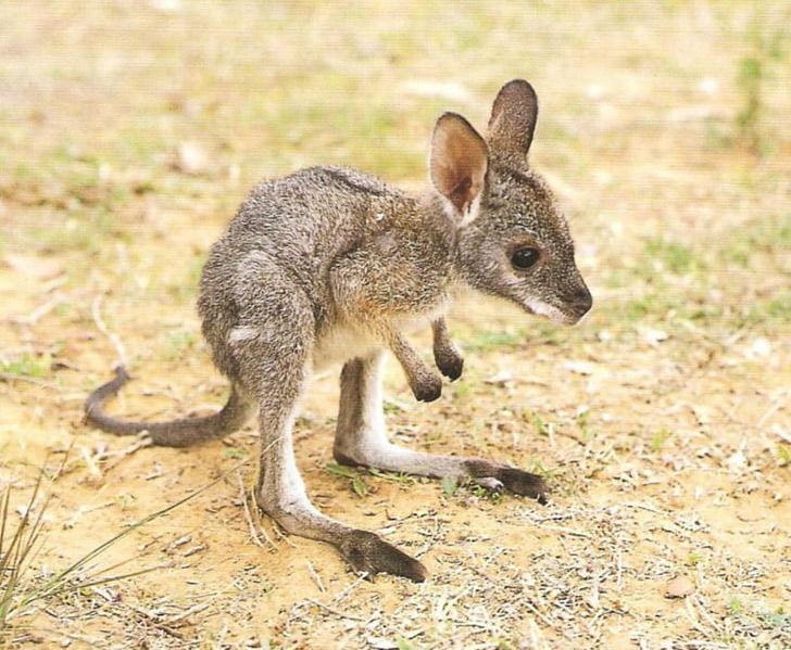 Red Kangaroo Koala Macropodidae Wild Boar PNG, Clipart, Animal, Animals, Cuteness, Eastern Grey Kangaroo, Fauna Free PNG Download