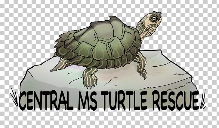 Box Turtle Sea Turtle Central MS Turtle Rescue Tortoise PNG, Clipart, 5 W, Animal, Animals, Box Turtle, Chelydridae Free PNG Download