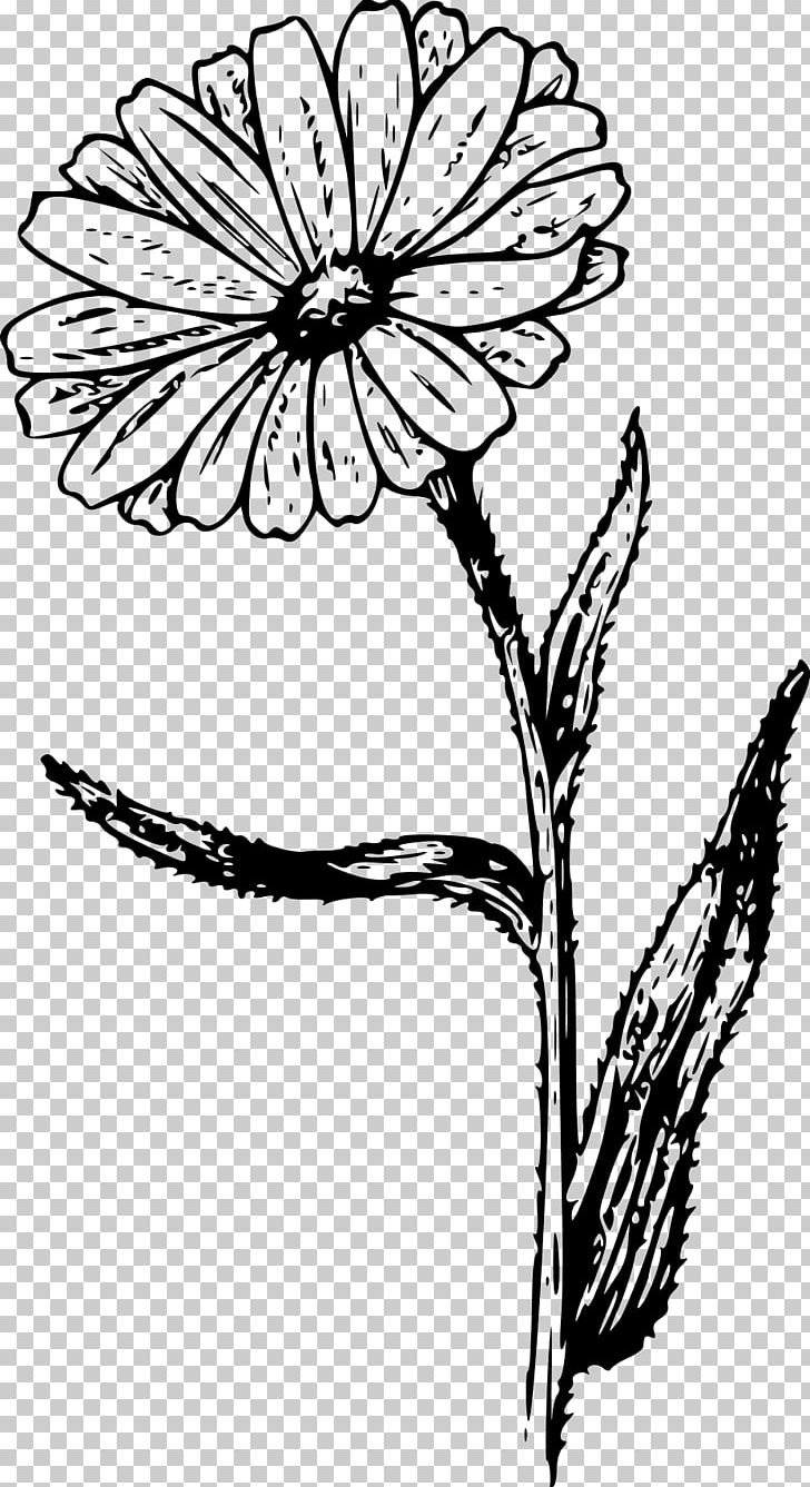 Calendula Officinalis Drawing Botanical Illustration PNG, Clipart, Black And White, Botany, Branch, Flower, Leaf Free PNG Download