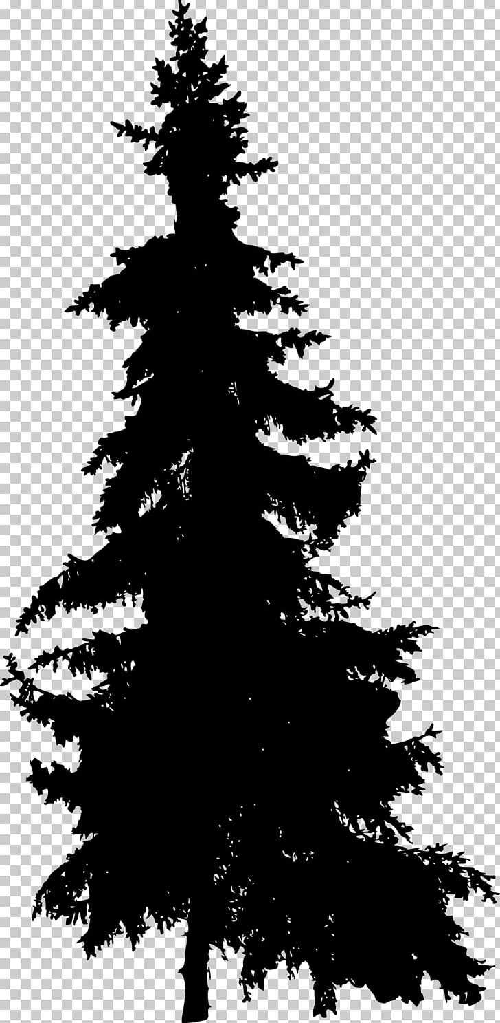 Pine Blue Spruce Fir Tree PNG, Clipart, Black And White, Blue Spruce, Branch, Christmas Decoration, Christmas Ornament Free PNG Download