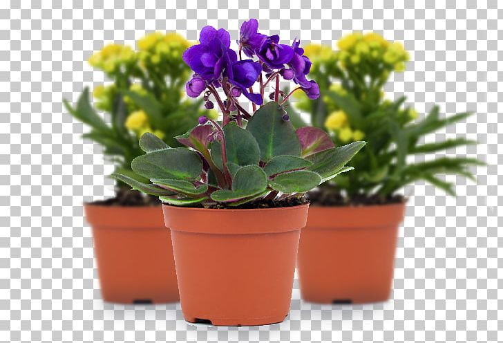 Southampton Sight Flowerpot Visual Perception Charitable Organization Vision Loss PNG, Clipart, Charitable Organization, Flower, Flowerpot, Houseplant, Perennial Plant Free PNG Download