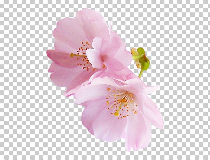 Angels National Cherry Blossom Festival Rose Pink PNG, Clipart, Angels, Blossom, Blossoms, Cherry, Cherry Blossom Free PNG Download